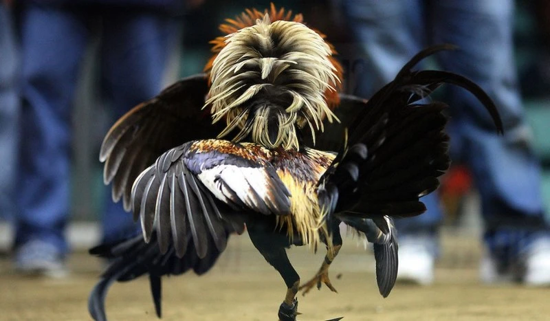 Kinh Nghiệm Đặt Cược Meron Tại Alo789 – Khi Nào Nên Chọn?