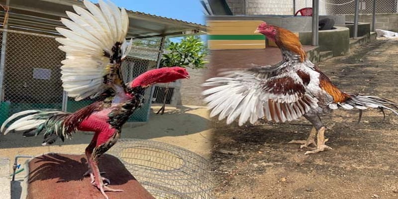 Lối Đá Đặc Trưng của Gà Hắc Hổ Thới